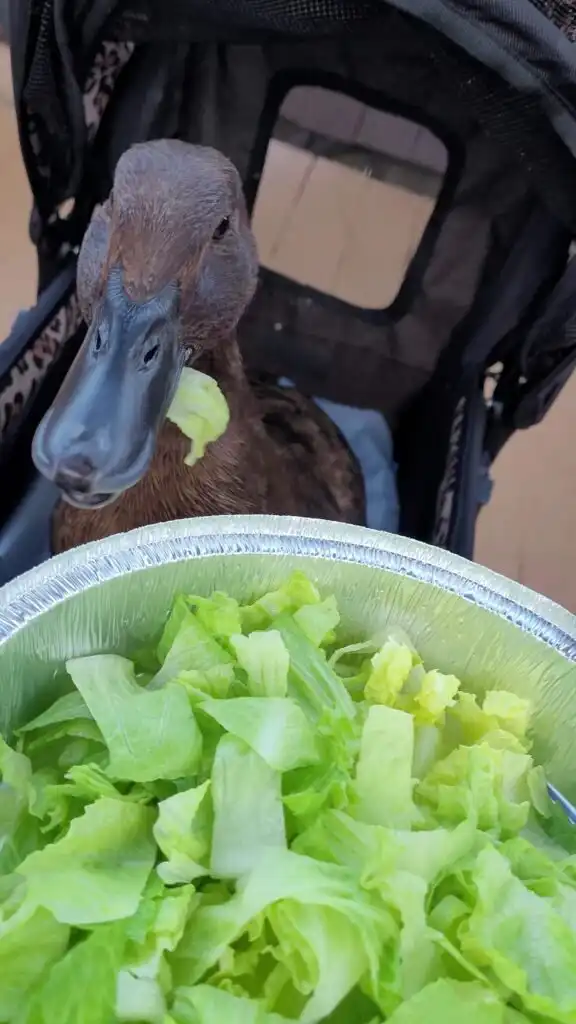 travel with a pet duck