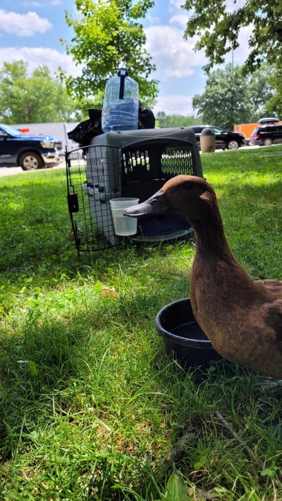 travel with a pet duck