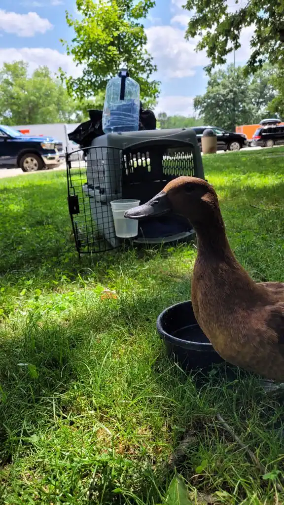 travel with a pet duck
