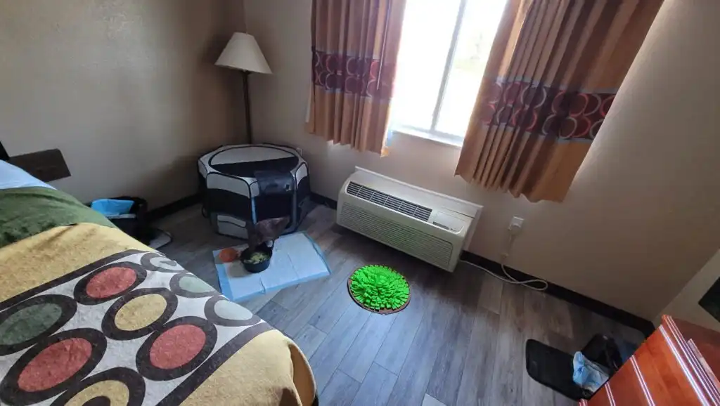 travel with a pet duck