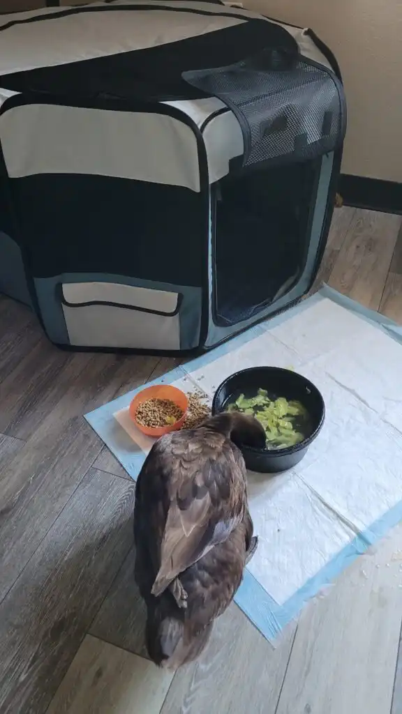 travel with a pet duck