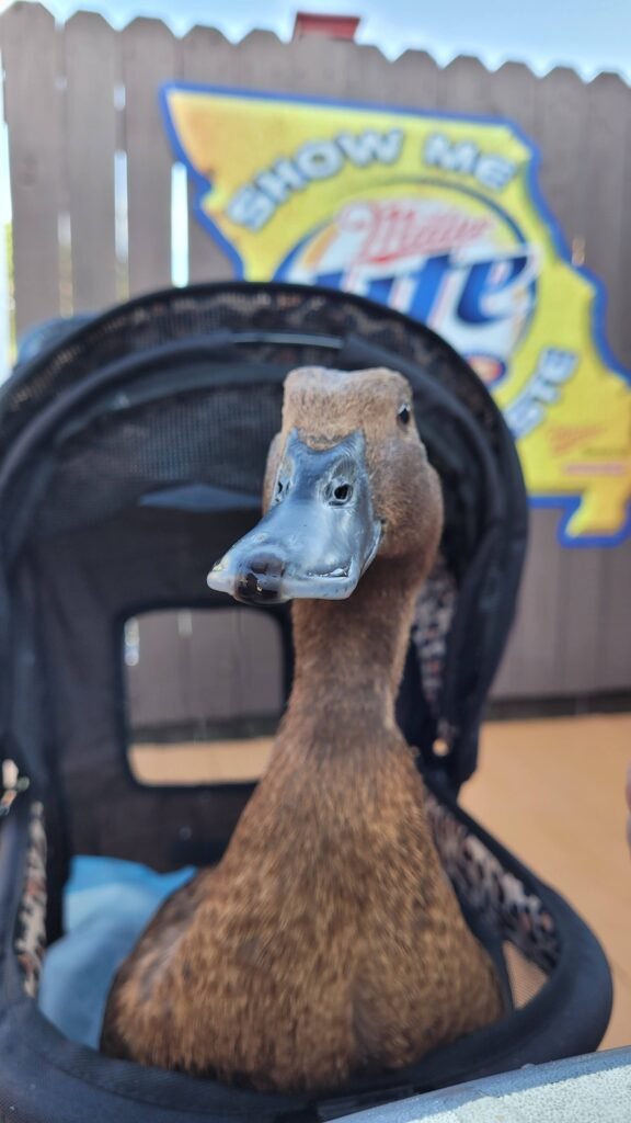 travel with a pet duck