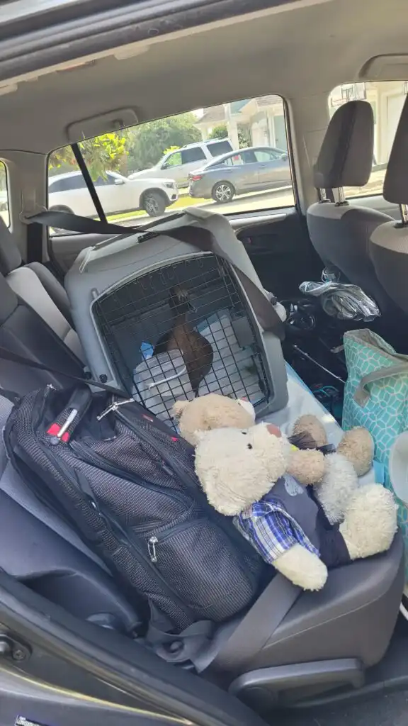 travel with a pet duck