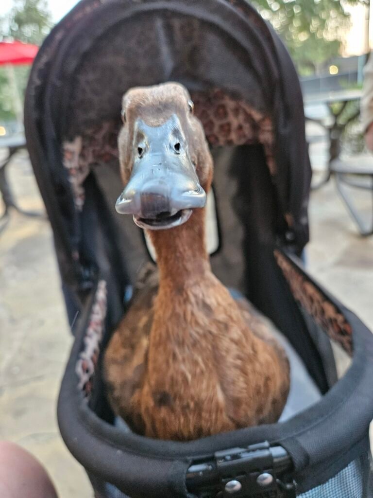 travel with a pet duck