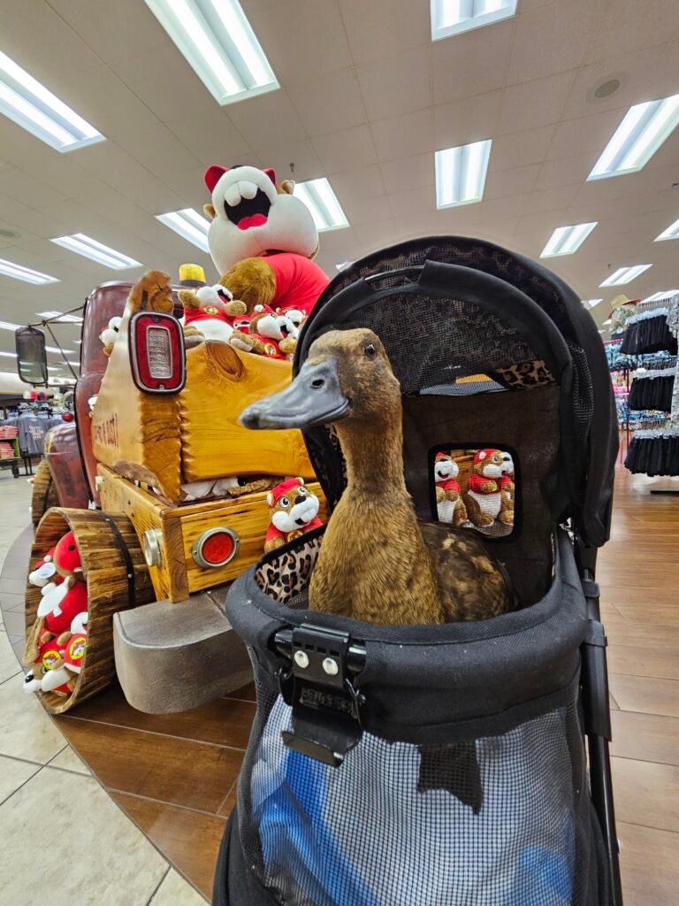 travel with a pet duck