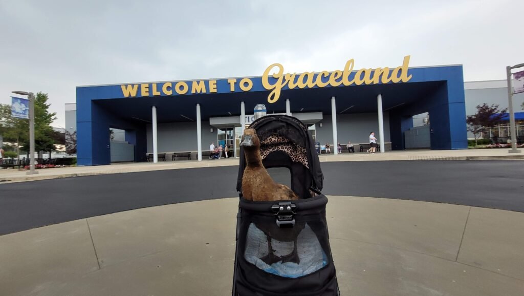 travel with a pet duck