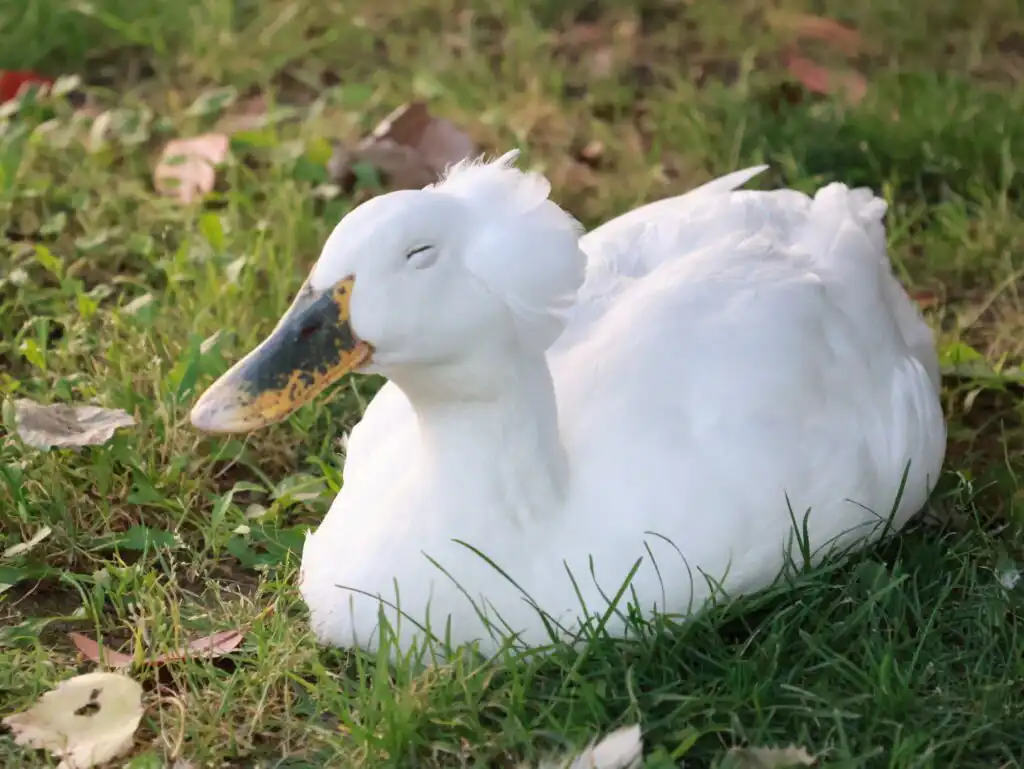how ducks sleep