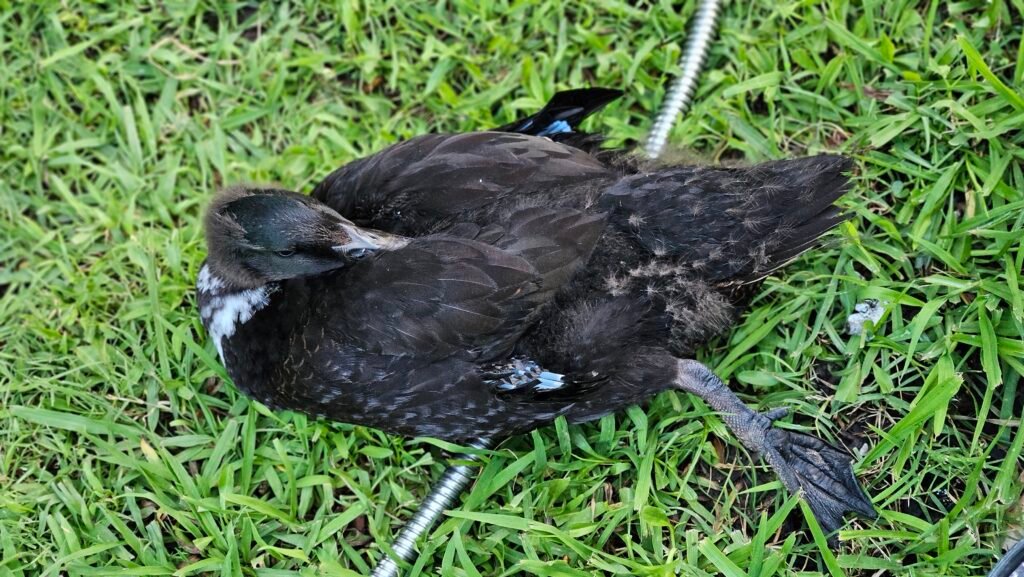 how ducks sleep