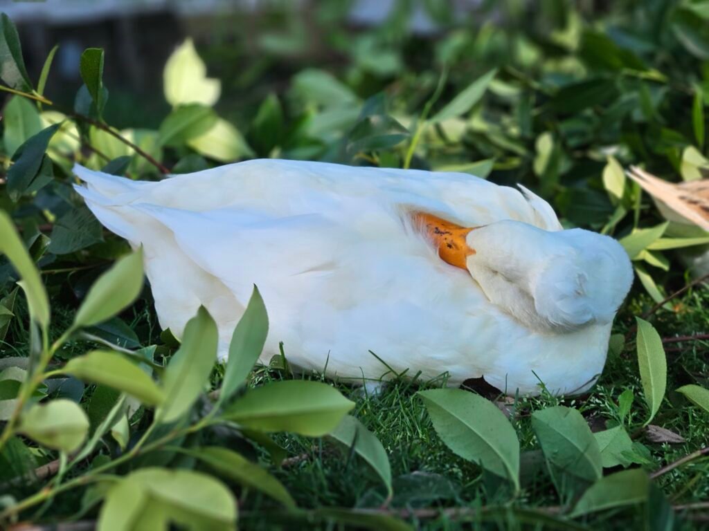 how ducks sleep