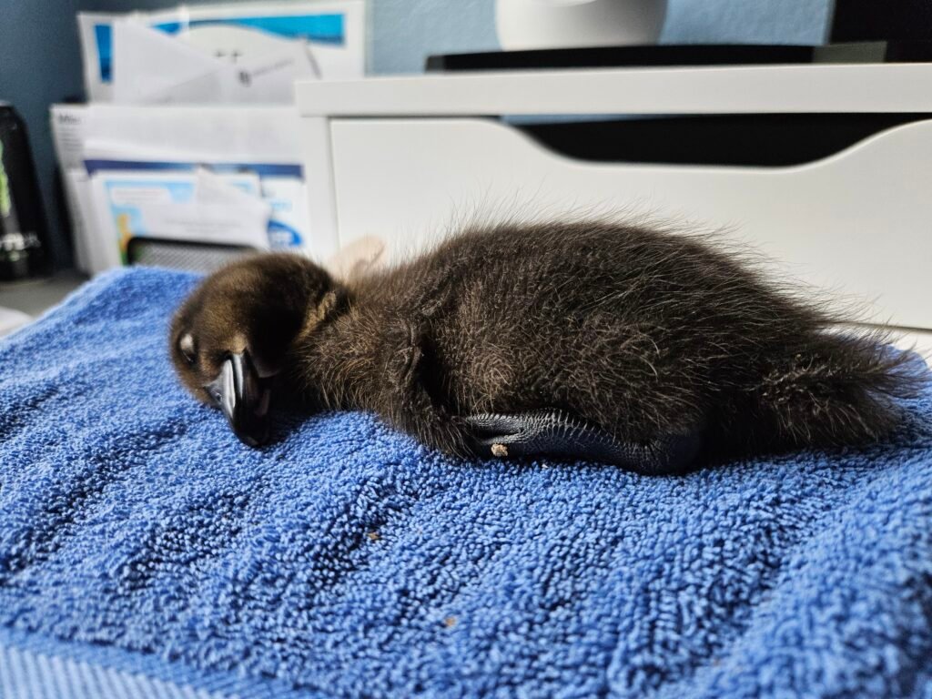 how ducks sleep