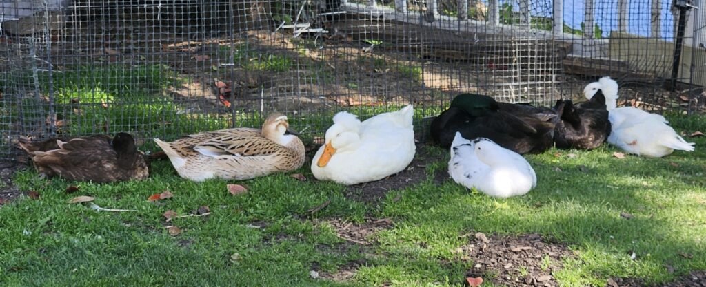 how ducks sleep
