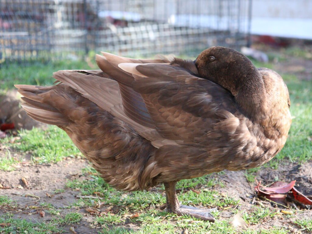 how ducks sleep