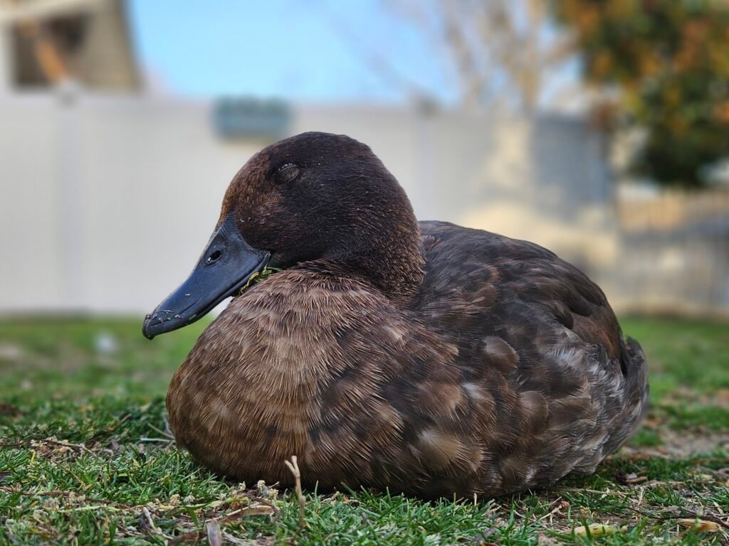 how ducks sleep