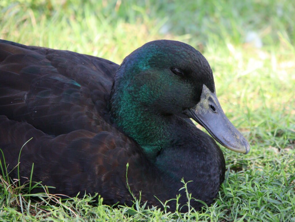 how ducks sleep