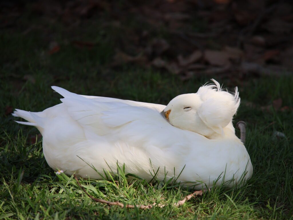 how ducks sleep: wing tucked under their wing