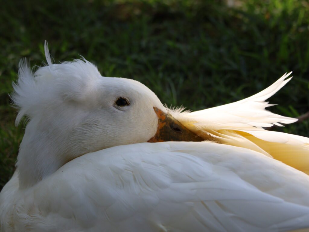 how ducks sleep