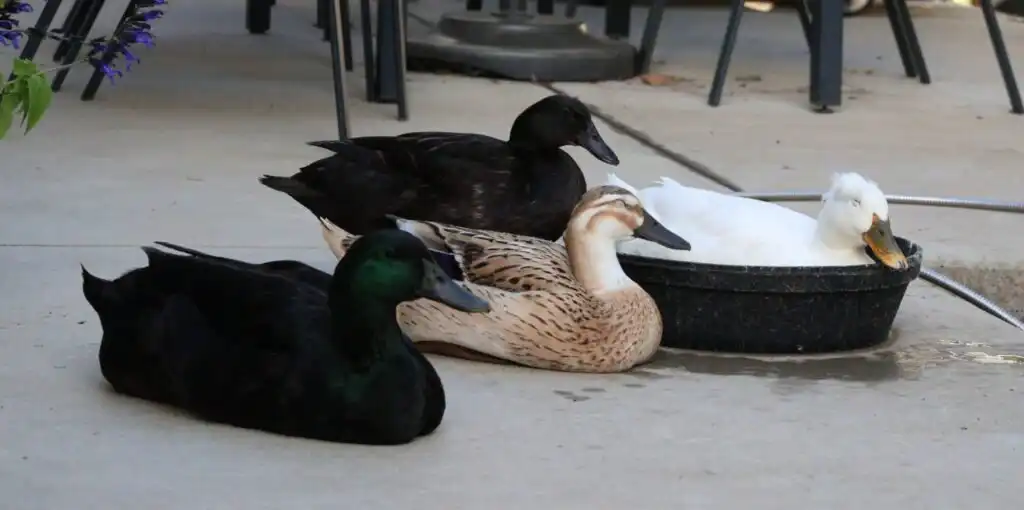 sleeping group of ducks