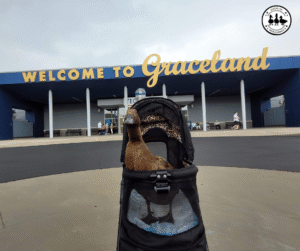 travel with a pet duck