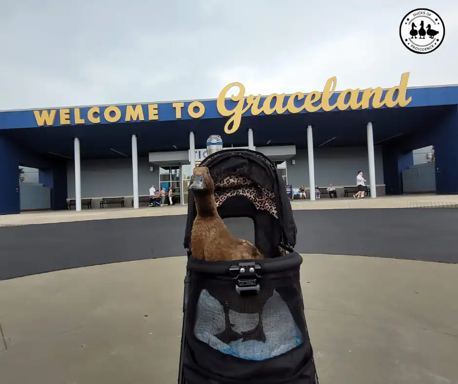 travel with a pet duck