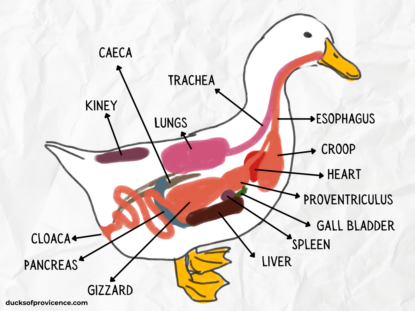 Duck Anatomy