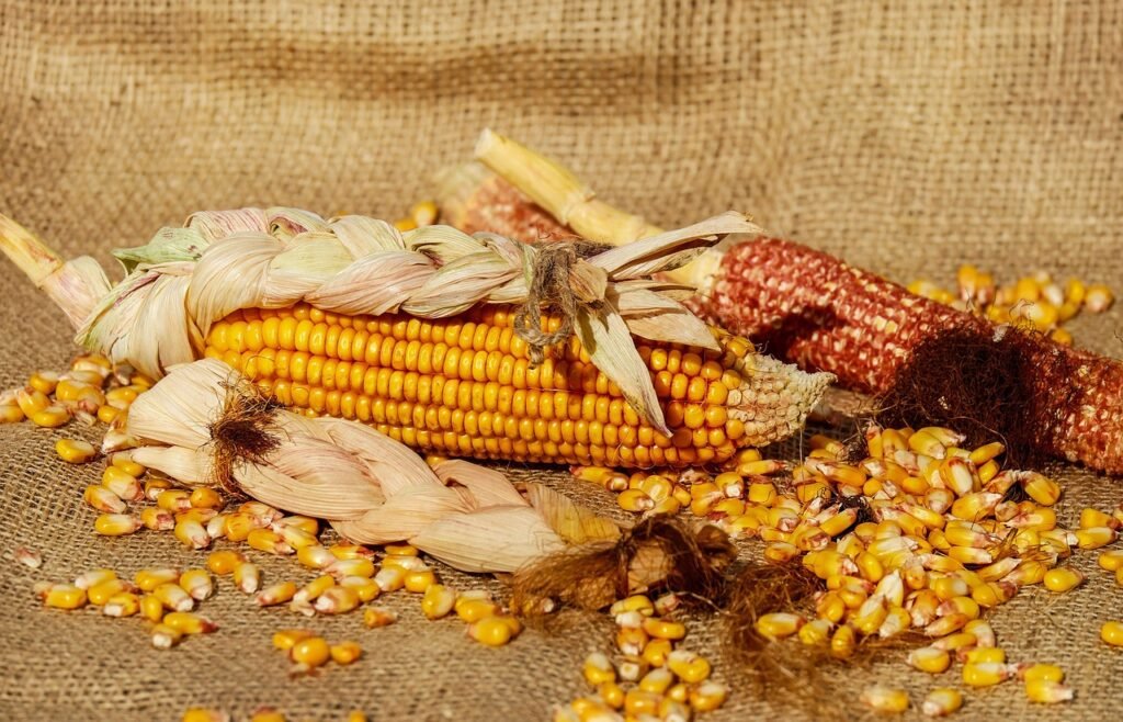 duck nutrition myths - corn is all ducks need
