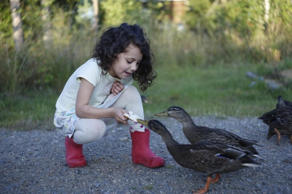 duck nutrition myths - bread is good for ducks