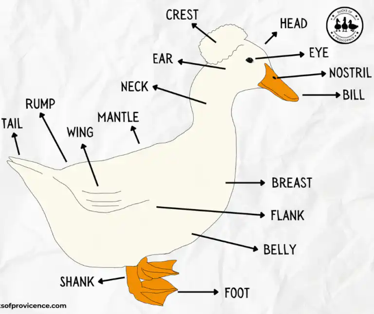 duck anatomy