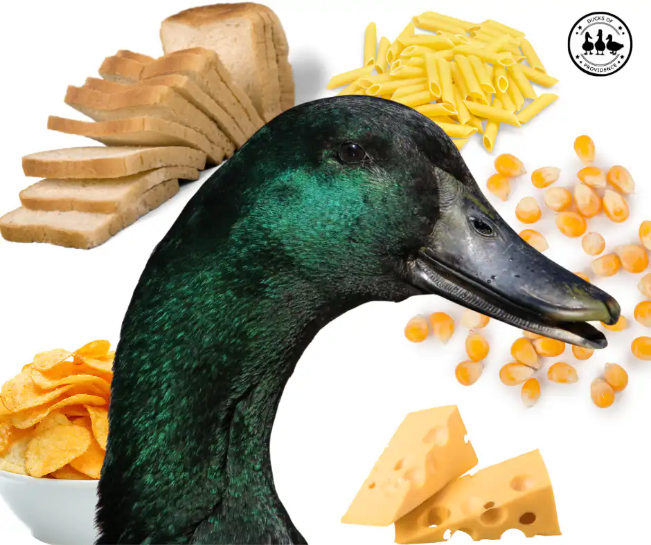 duck nutrition myths