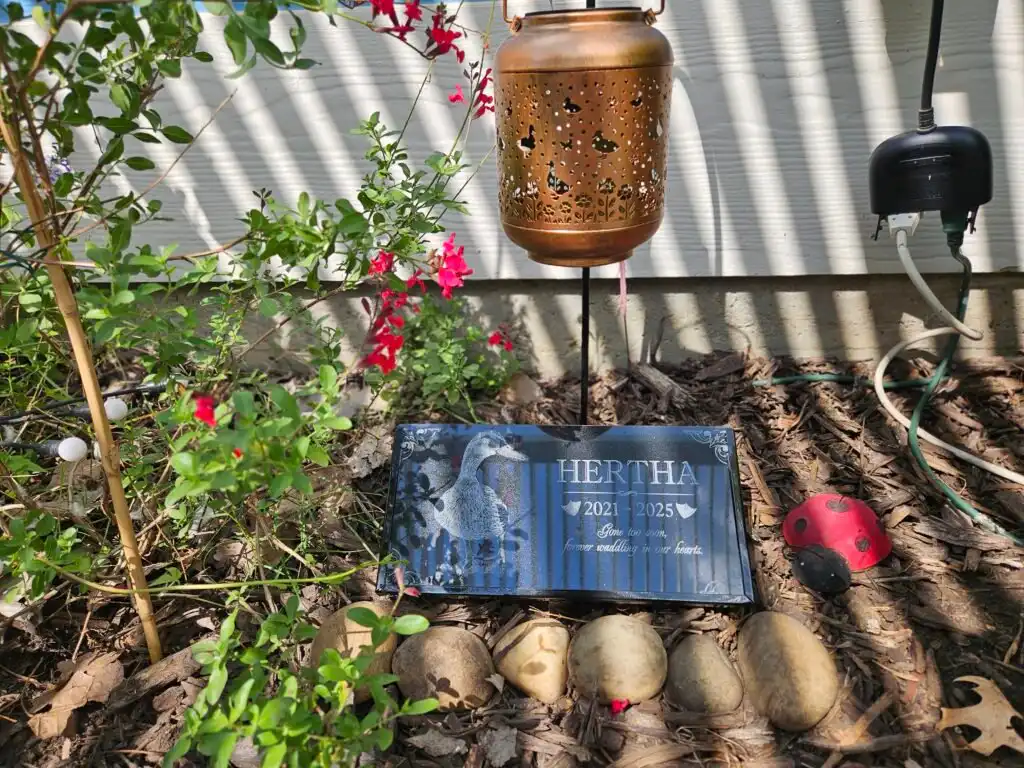 memorial for a pet duck