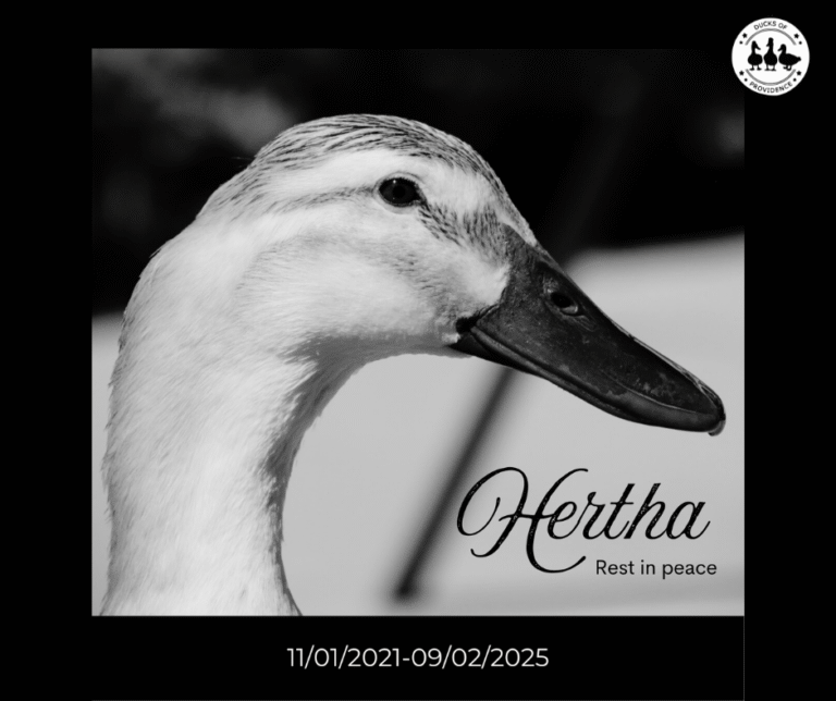 Remembering Hertha