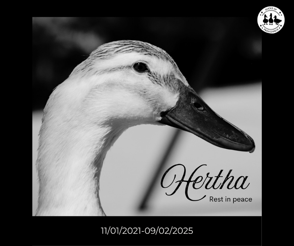Remembering Hertha