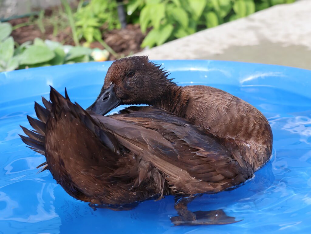 duck preening