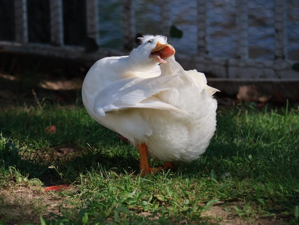 duck preening