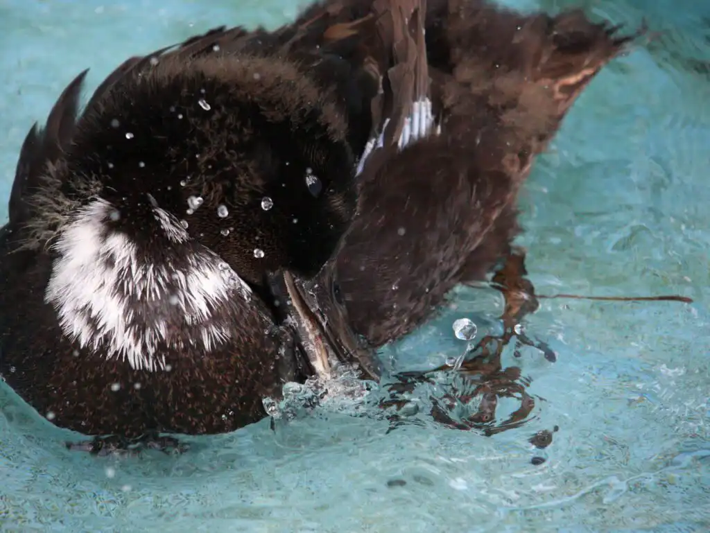 duck preening