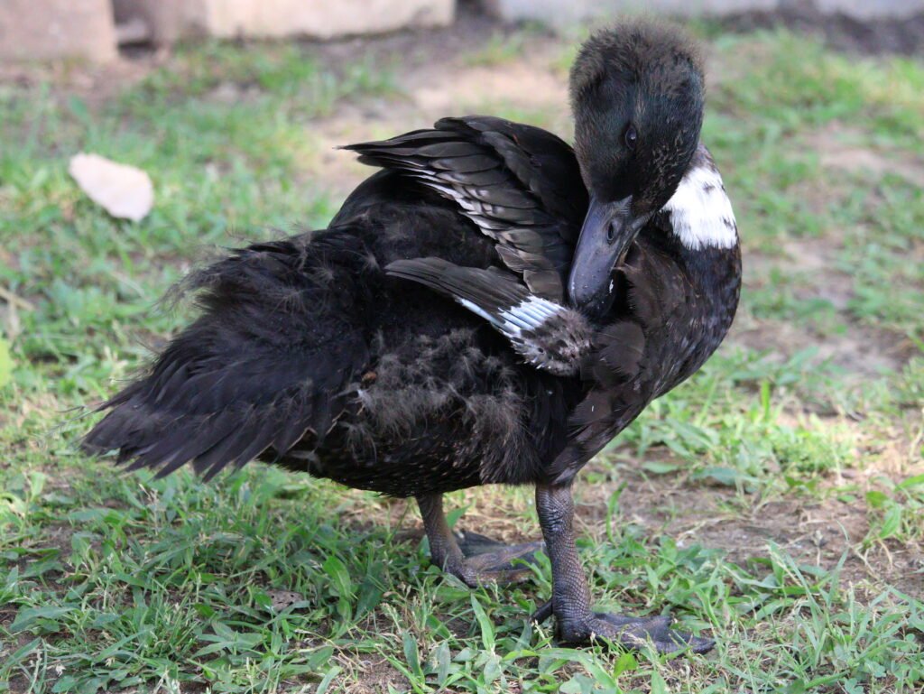 duck preening