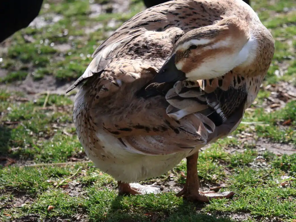 duck preening