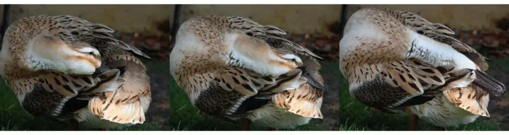 duck preening