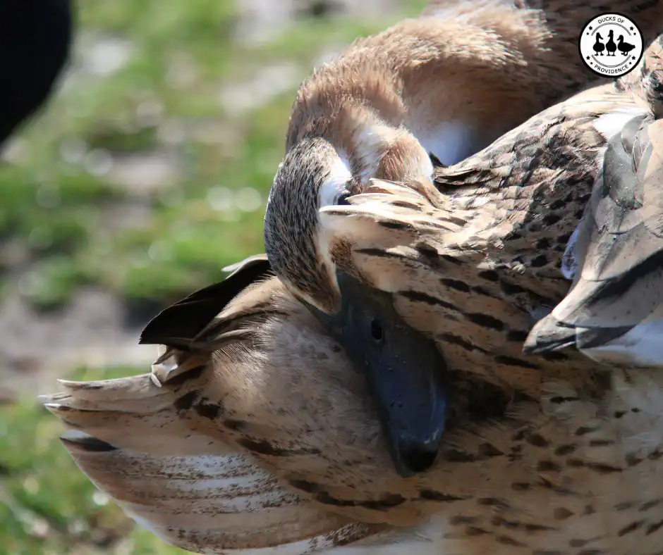 duck preening