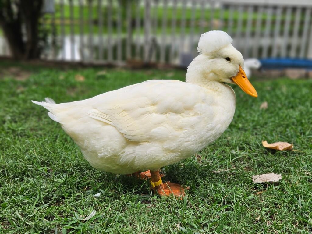 leg bands for ducks