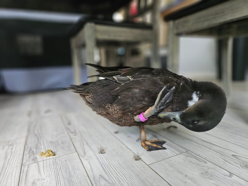 leg bands for ducks