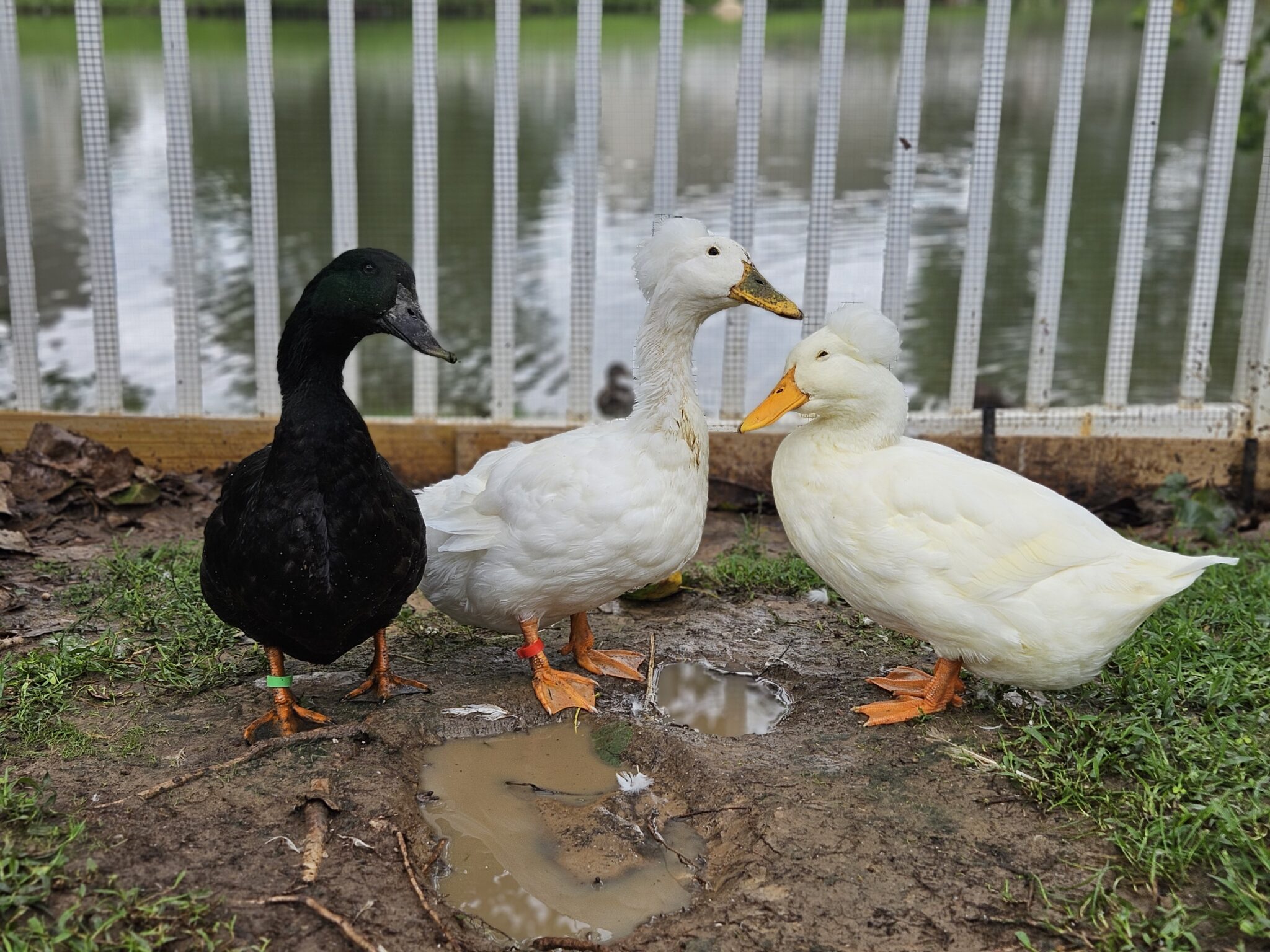 Duck Markings and Leg Bands: Identification and Options for Pet Ducks