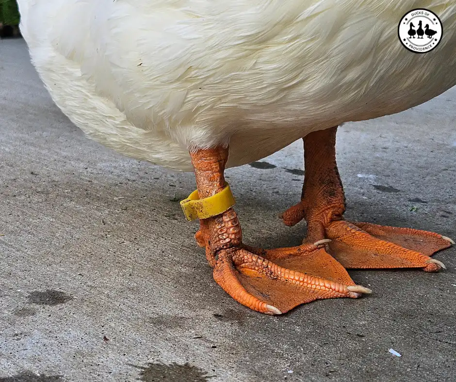 leg bands for ducks