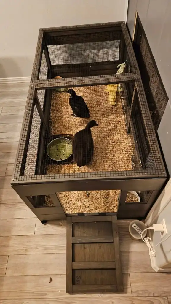 DIY furniture crate for ducks