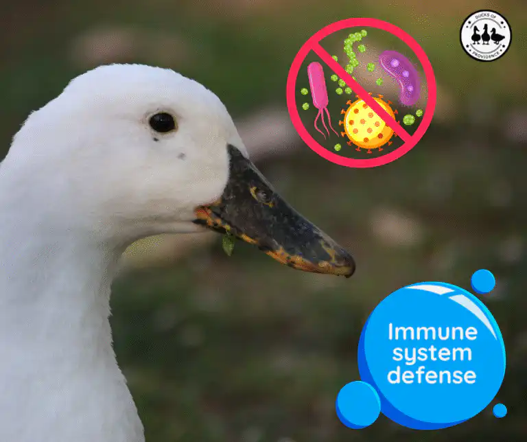 Duck Immune System