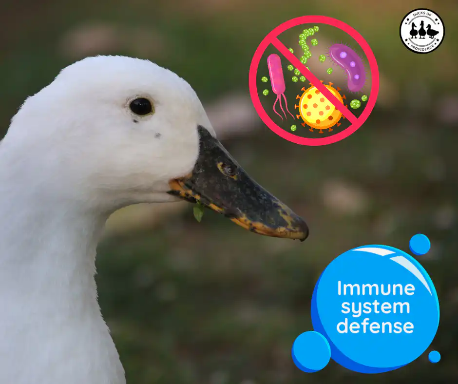 Duck Immune System