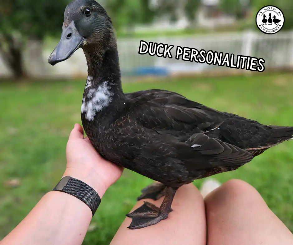 Duck Personalities