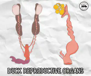 Duck Reproductive system and organs