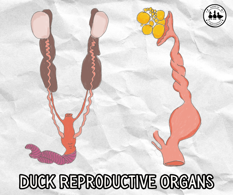 Duck Reproductive system and organs
