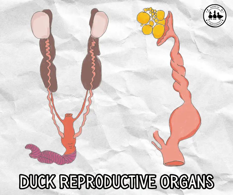 Duck Reproductive system and organs