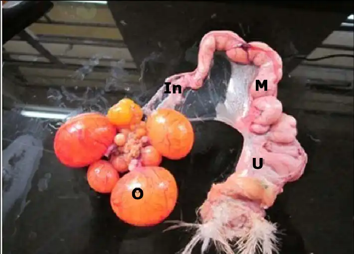 female duck reproductive system